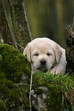LABRADOR 1306